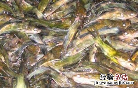 黄颡鱼的营养价值和功效 黄颡鱼的营养价值