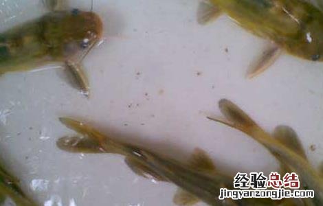 黄颡鱼的营养价值和功效 黄颡鱼的营养价值