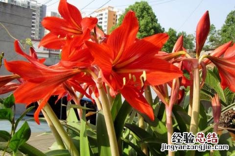 复合肥可以兑水浇花吗 复合肥可以兑水浇菜吗