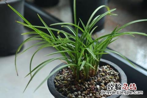 复合肥可以兑水浇花吗 复合肥可以兑水浇菜吗