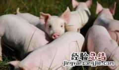 杀猪是什么意思网络用语 杀猪局是什么意思
