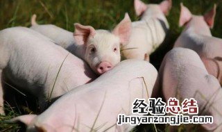 杀猪是什么意思网络用语 杀猪局是什么意思