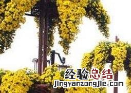 悬崖菊的作用与药用价值图片 悬崖菊的作用与药用价值