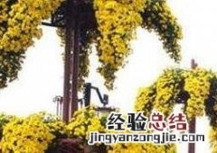 悬崖菊的作用与药用价值图片 悬崖菊的作用与药用价值