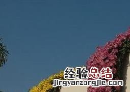 悬崖菊的作用与药用价值图片 悬崖菊的作用与药用价值