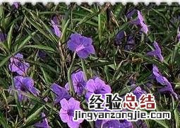 翠芦莉有什么功效和作用 翠芦莉有药用价值吗