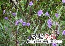 翠芦莉有什么功效和作用 翠芦莉有药用价值吗