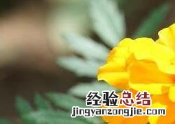 高粱菊花有什么药用价值和功效 高粱菊花有什么药用价值