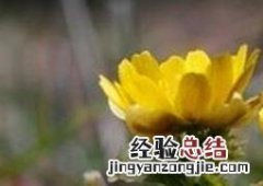 福寿草的功效与作用及药用价值 福寿草功效与作用有毒吗