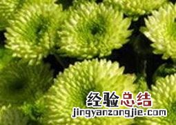 绿菊花的功效与作用 绿菊花的功效与禁忌