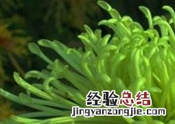绿菊花的功效与作用 绿菊花的功效与禁忌