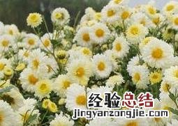 大白菊花的功效与作用 大白菊花的功效与作用及禁忌