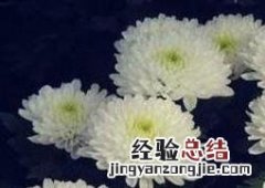 大白菊花的功效与作用 大白菊花的功效与作用及禁忌