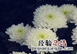 大白菊花的功效与作用 大白菊花的功效与作用及禁忌