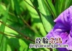翠芦莉的功效与药用价值 翠芦莉是什么植物