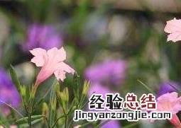 翠芦莉的功效与药用价值 翠芦莉是什么植物