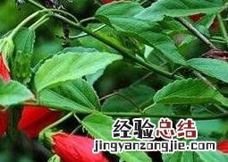 悬铃花的养殖方法和注意事项图片 悬铃花的养殖方法和注意事项