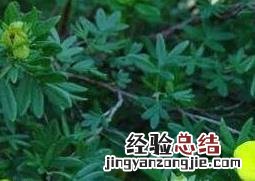 金露梅的功效与作用及常见用法视频 金露梅的功效与作用及常见用法