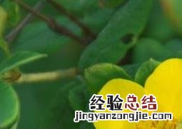 金露梅的功效与作用及常见用法视频 金露梅的功效与作用及常见用法