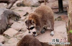 果子狸的营养价值
