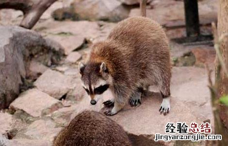 果子狸的营养价值