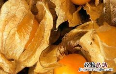 姑娘果的营养价值及功效与作用(2 姑娘果的营养价值