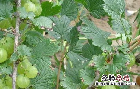 灯笼果的营养价值 灯笼果的营养价值有哪些