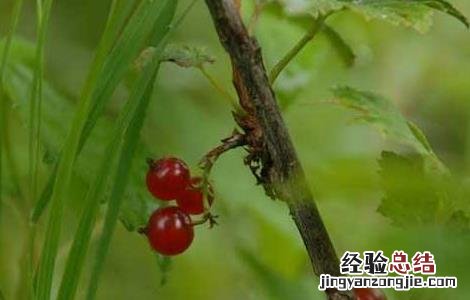 灯笼果的营养价值 灯笼果的营养价值有哪些
