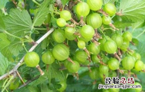 灯笼果的营养价值 灯笼果的营养价值有哪些