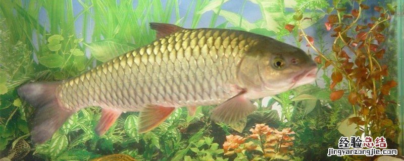 鲤鱼病毒性烂鳃怎么治疗 鲤鱼病毒性烂鳃什么引起来的