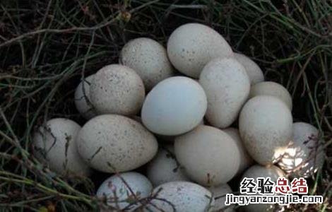 鹧鸪蛋的营养价值