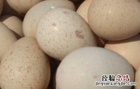 鹧鸪蛋的营养价值