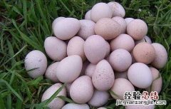鹧鸪蛋的营养价值