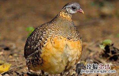 鹧鸪的营养价值