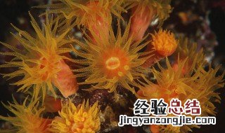 腔肠动物的主要特征有哪些 腔肠动物的主要特征有哪些图片