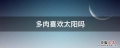 多肉喜欢太阳吗 紫乐多肉喜欢太阳吗