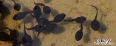 养殖蝌蚪死亡的原因 养殖牛蛙蝌蚪死亡的原因
