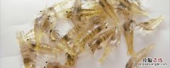 淡水虾的养殖技术 淡水养虾技术大全