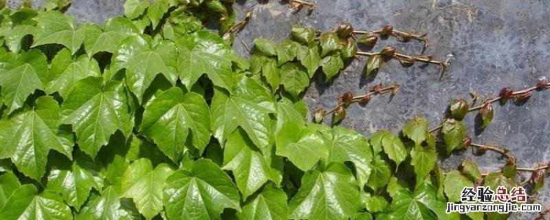 爬山虎的特点有哪些特点 爬山虎的特点和精神