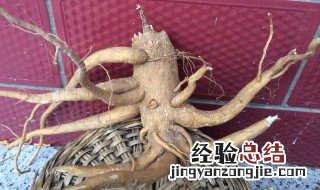 草参的功效与作用及食用方法 草参的功效与作用