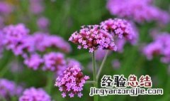 铁马鞭的功效与作用,铁马鞭的副作用 铁马鞭的功效与作用