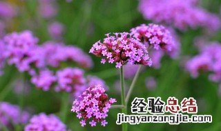 铁马鞭的功效与作用,铁马鞭的副作用 铁马鞭的功效与作用