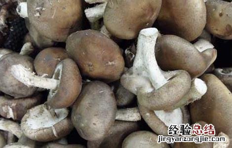 香菇的功效与作用 香菇的功效与作用禁忌
