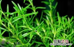 尤加利精油的功效与作用 迷迭香精油的功效与作用