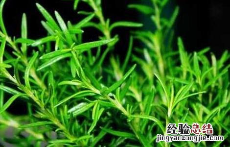 尤加利精油的功效与作用 迷迭香精油的功效与作用