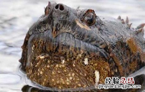 鳄鱼龟的营养价值
