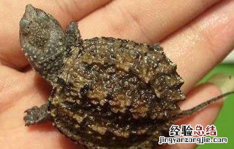 鳄鱼龟的营养价值