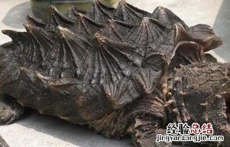 鳄鱼龟的营养价值