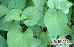 折耳根的功效与作用 折耳根的功效与作用及禁忌、副作用