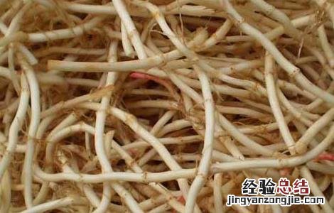 折耳根的功效与作用 折耳根的功效与作用及禁忌、副作用